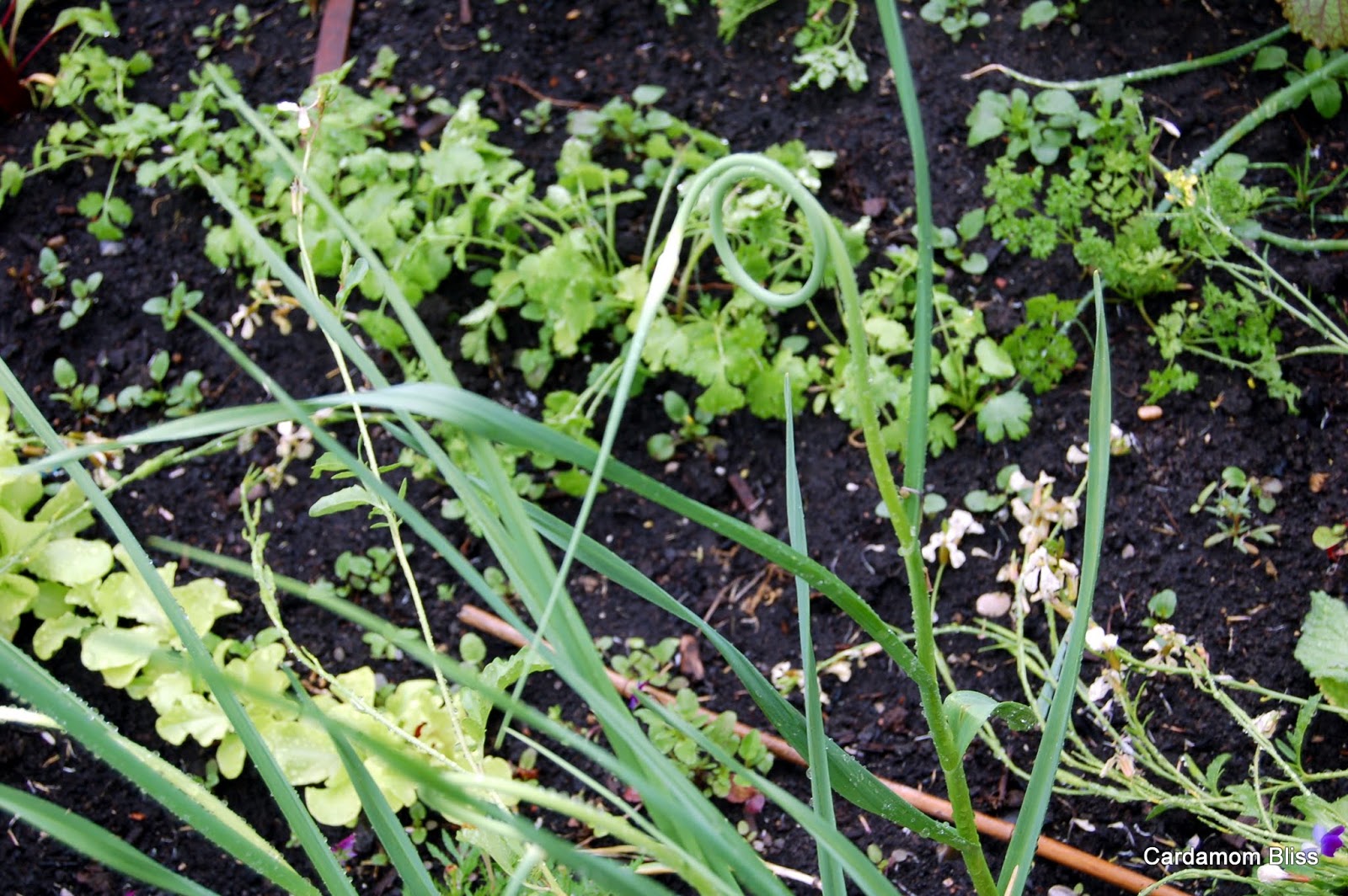 Cardamom Bliss It's not your mamma's cooking Garlic Scape Bhurji (Eggs)