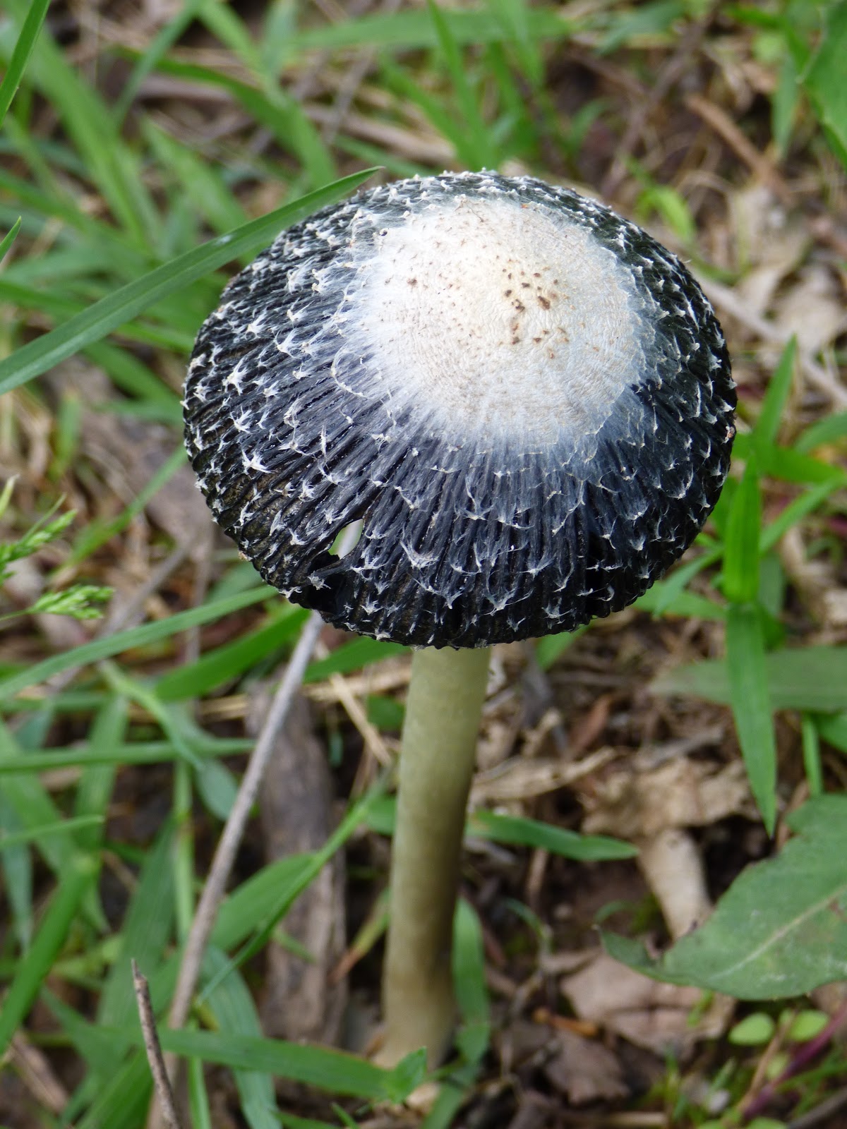 Monday's Mary Oliver Mushrooms