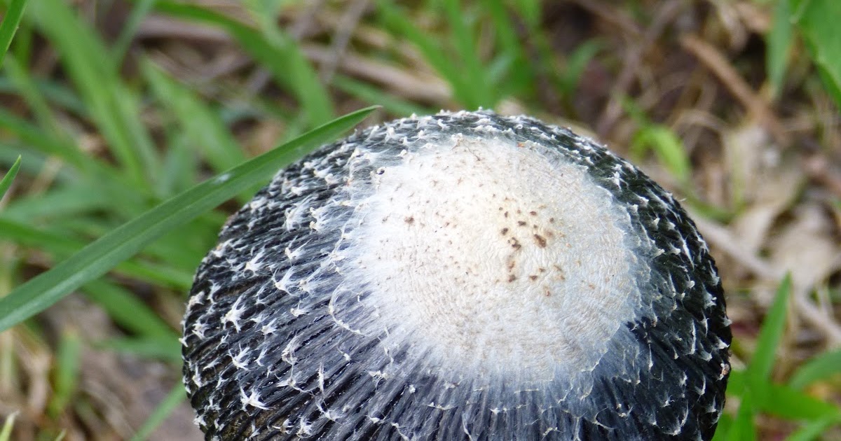 Monday's Mary Oliver Mushrooms