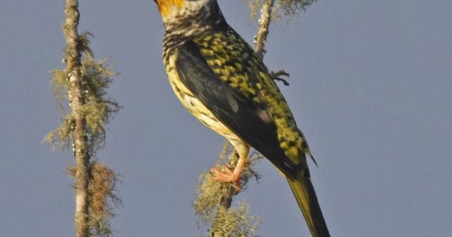 Laberinto en extinción Cotinga de Apolo (Phibalura boliviana)