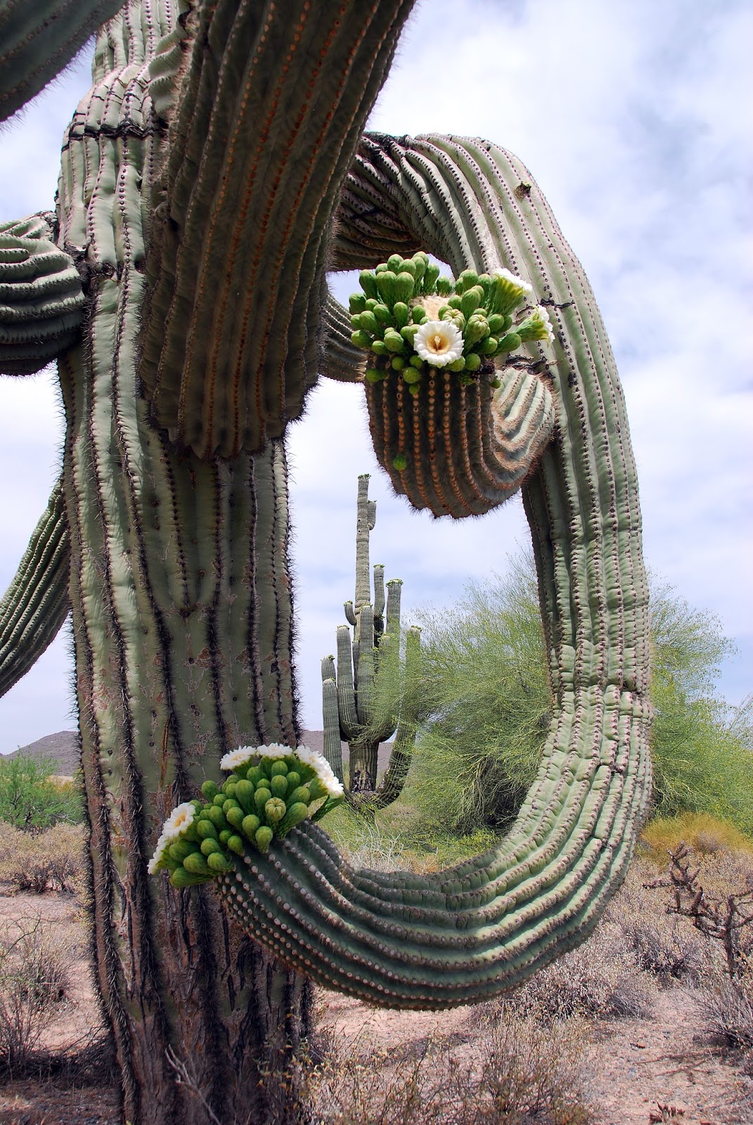 Suburban Naturalist Giant Saguaros From Tiny Seeds to Towering Titans