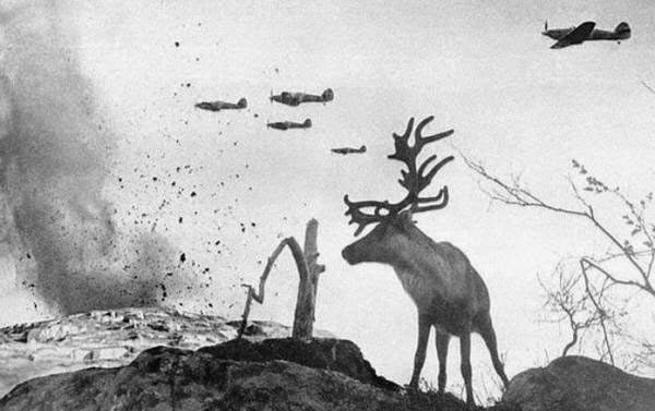 Rarest Historical Photos, That you can Never Forget. - In this Picture, a reindeer watches, while a war planes drop bombs on Russia in the year 1941.