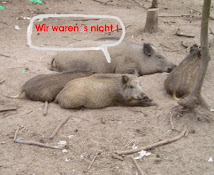 Wild-Pigs