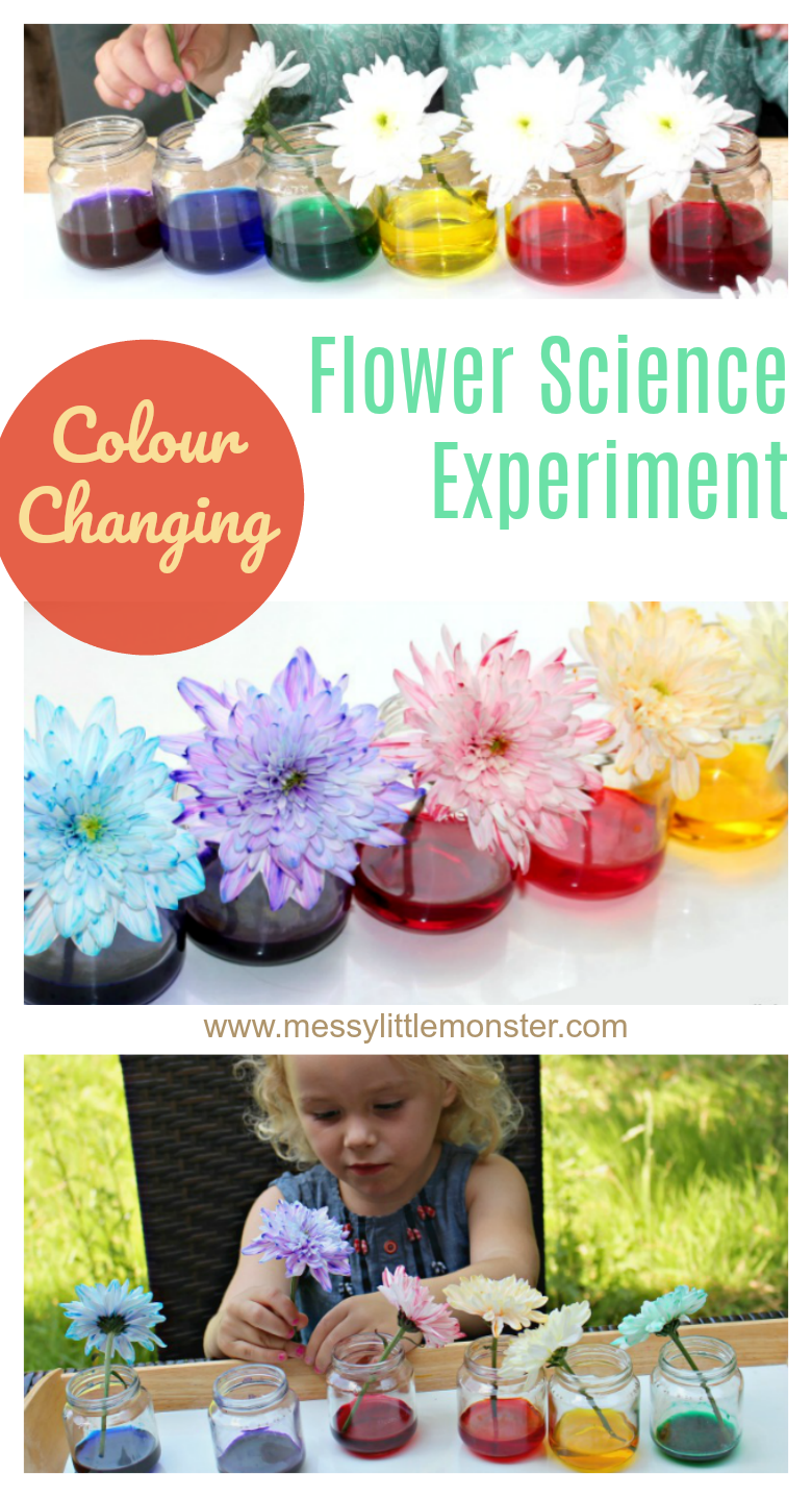 Colour Changing Flowers Science Experiment - A fun science project for kids or easy science experiment for peuters. Dit coole Wetenschapsexperiment leert kinderen hoe planten water opnemen.