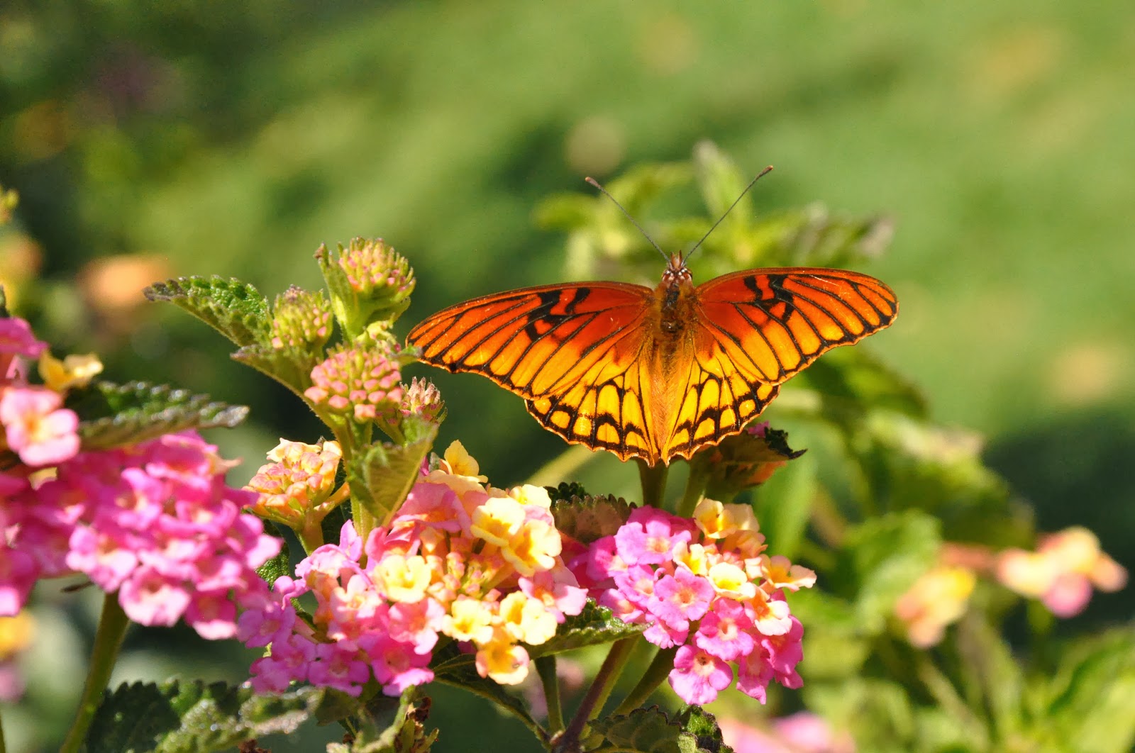 Butterfly Wallpapers HD - Beautiful wallpapers collection 2018