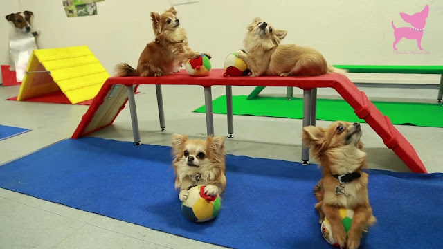 Agility chihuahuas