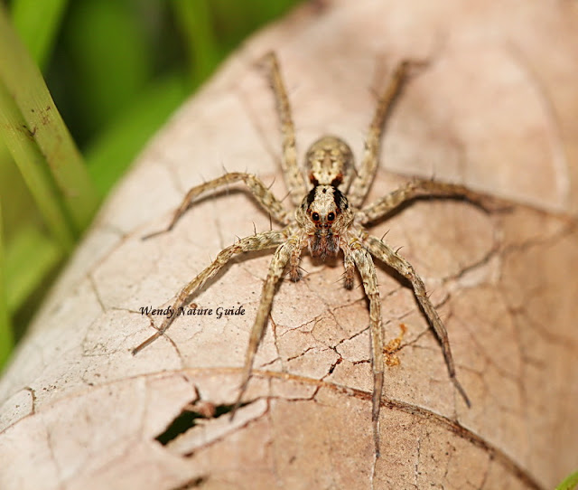 langkawi nature rainforest walk wolf spider