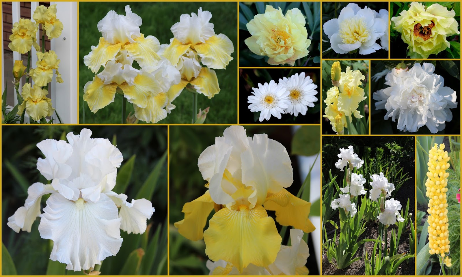 TALL BEARDED IRISES with companion plants in my garden2013 Sowing