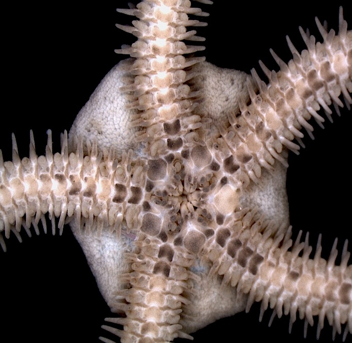 Rafael Microfauna Marina Antarctic Brittle Stars