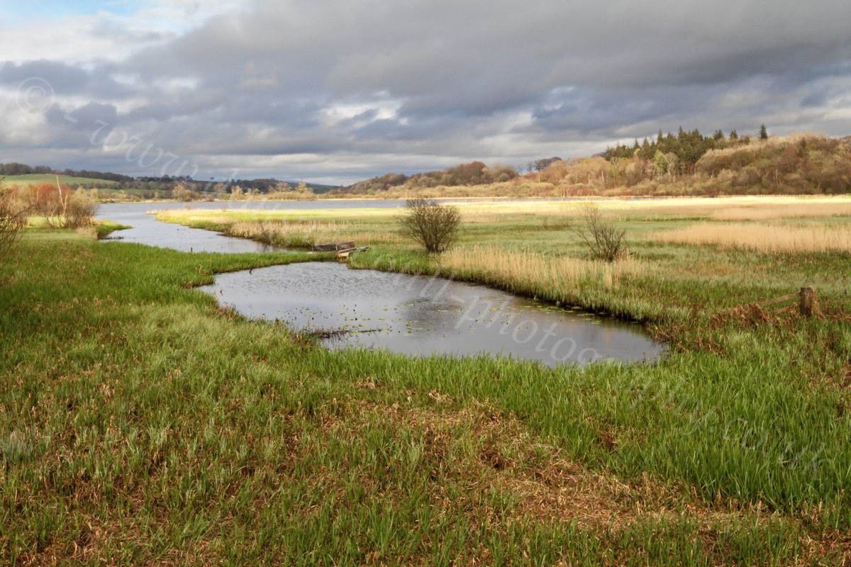 Dougie Coull Photography RSPB Lochwinnoch Nature Reserve