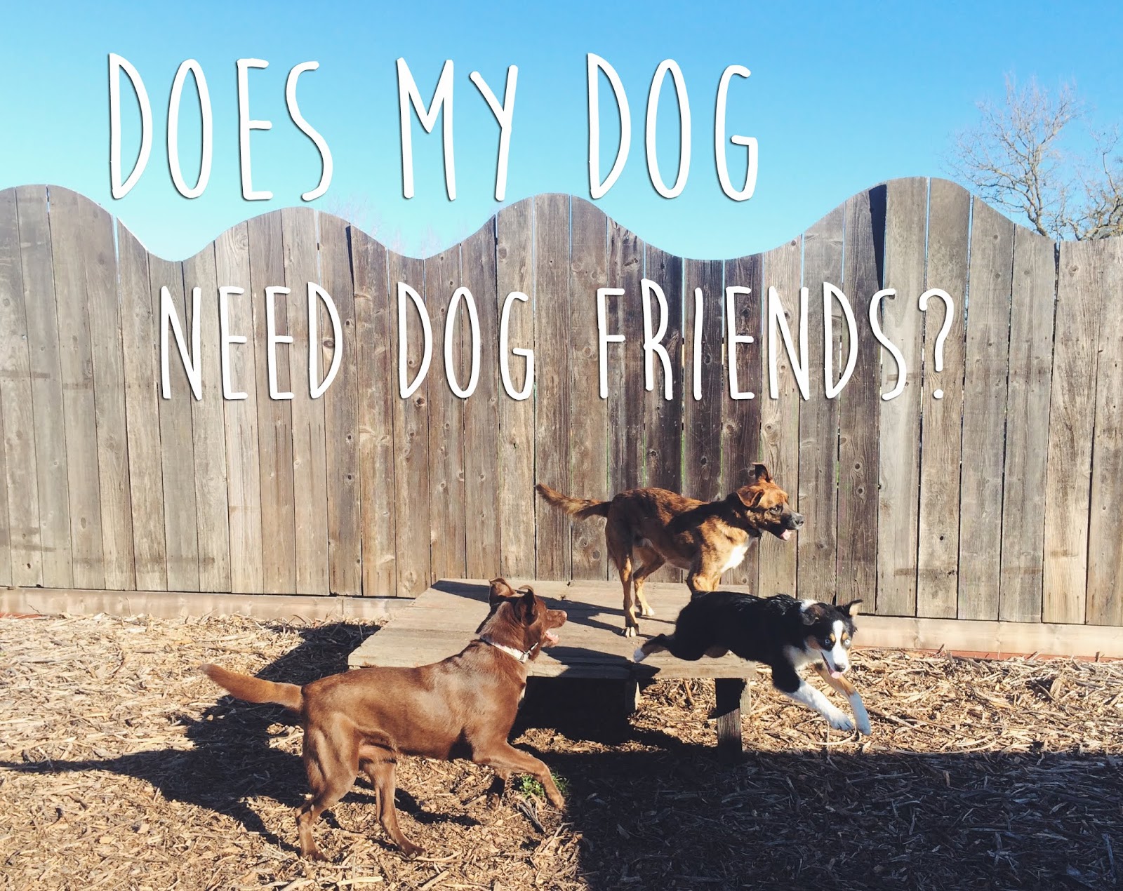 Does my dog need to have dog friends? Path & Paw