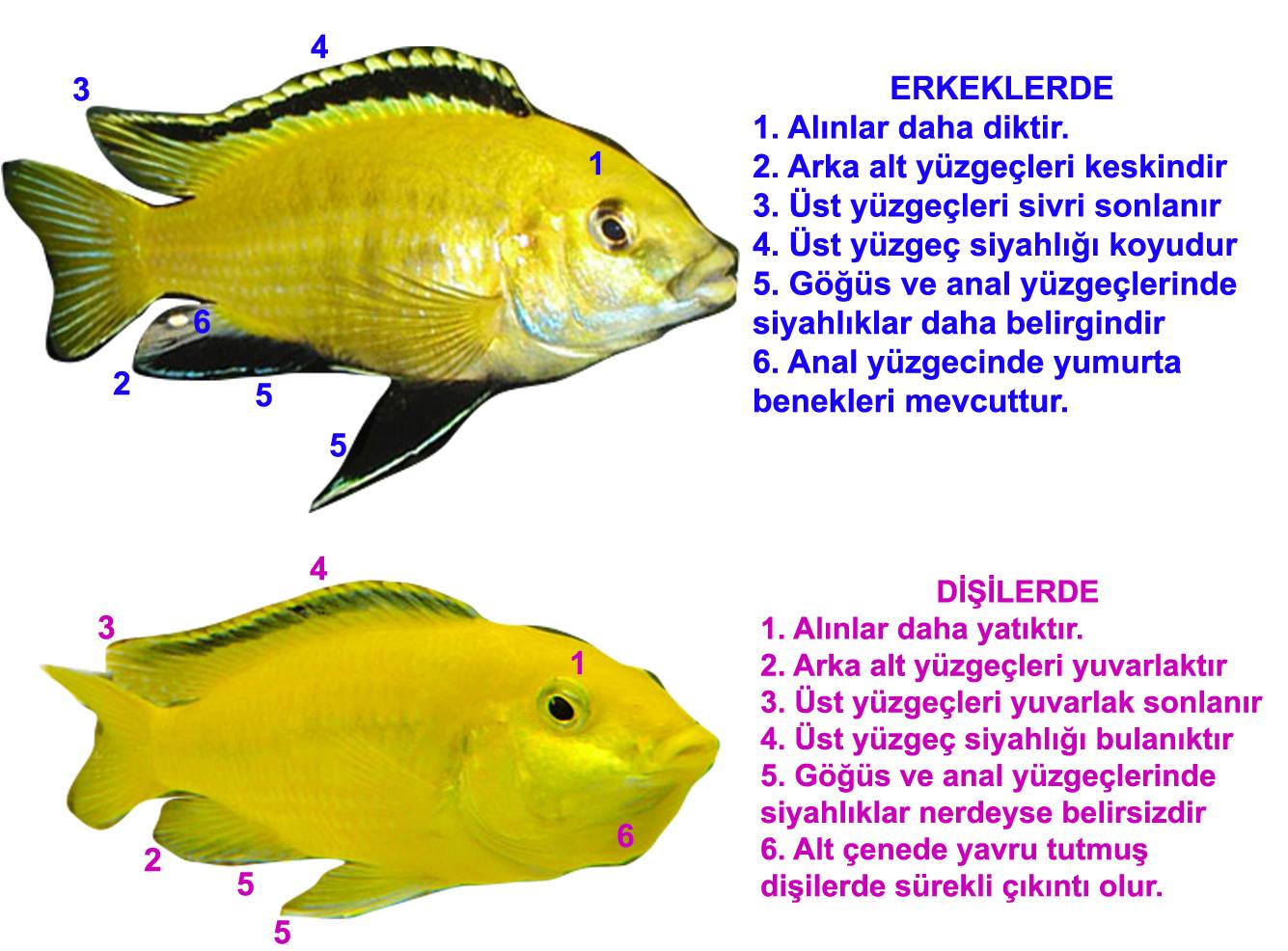 bahce kumesim