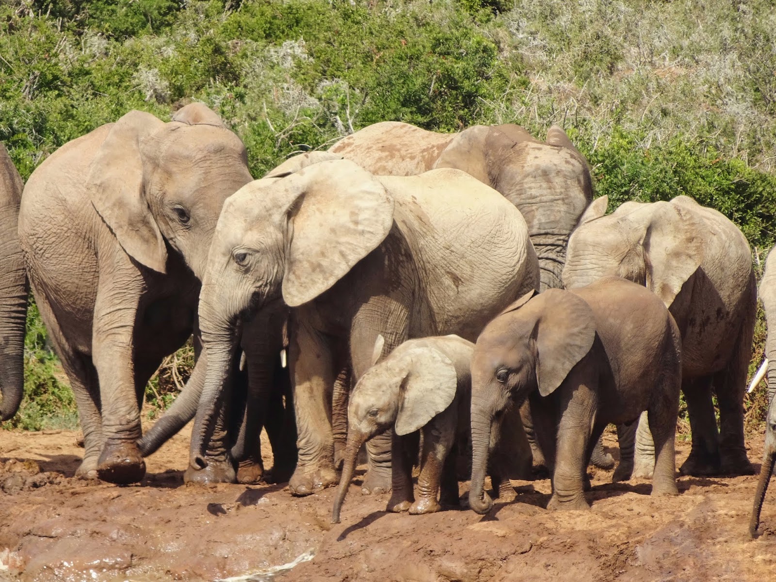 Le Parc Addo, au Le Parc Addo, au