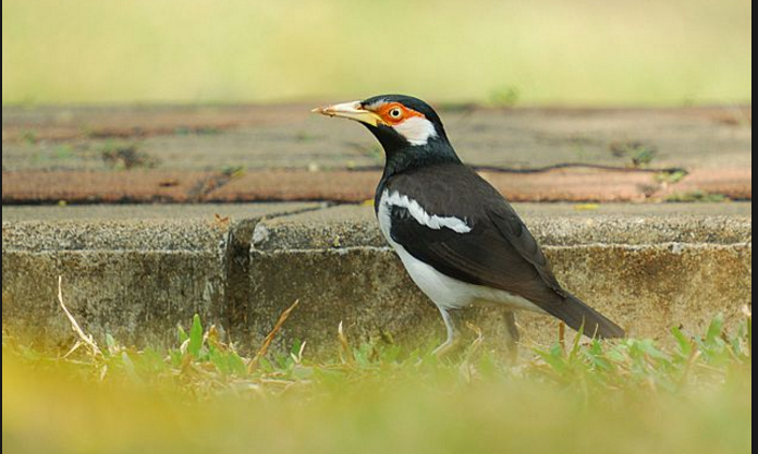Mengenal Macam Macam Jenis Burung Jalak Saat Ini 1001 C A R A