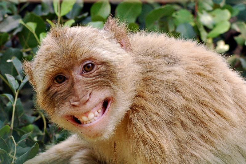 gambar monyet - gambar monyet senyum