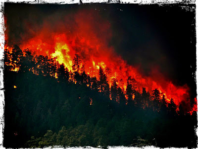 Wildfire consumes forest