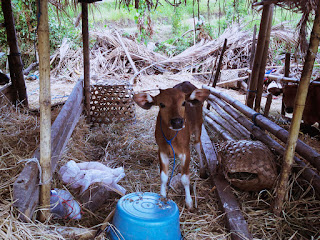 A Young Calf At The Cages At The Farming Area Of Ringdikit Village, Buleleng, North Bali, Indonesia