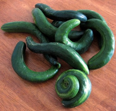 farmer's market cucumbers