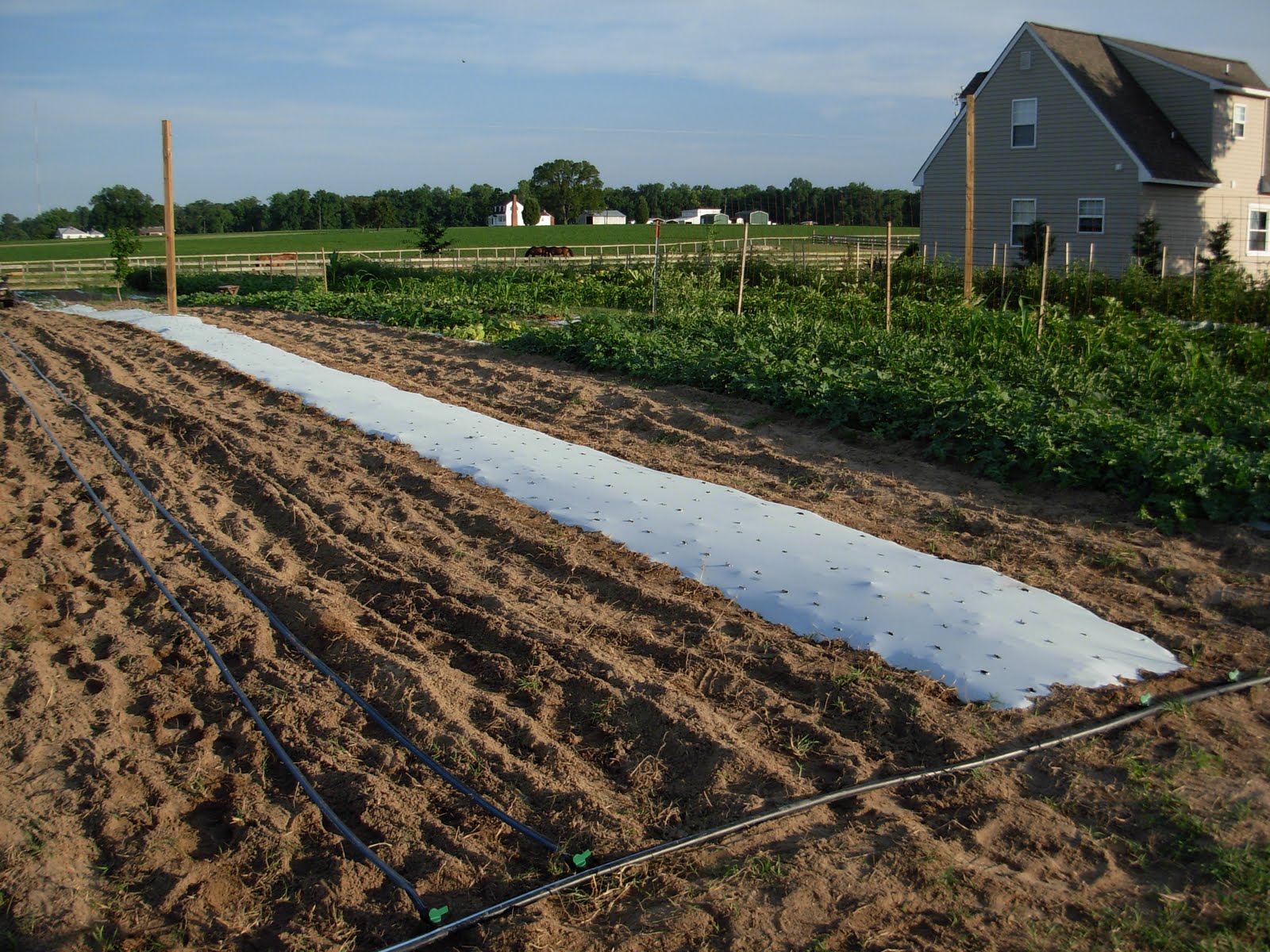Browder's Fresh Pickins Plastic & Drip Irrigation = Few Weeds