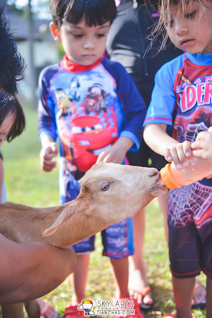 Kids feeding the young goat some milk