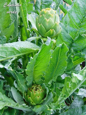 Cultivo da alcachofra