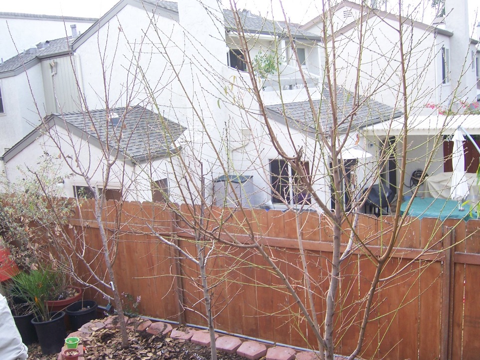 The 2 Minute Gardener Photo Fruit Trees, Before and After Pruning