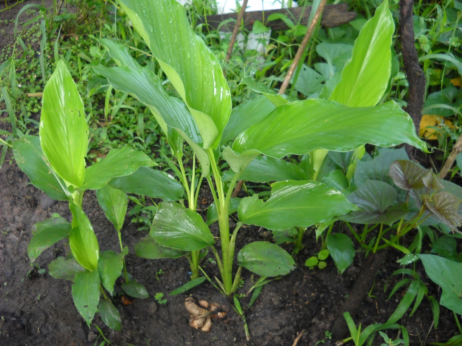 11 Benefits of Turmeric For Traditional Medicines Plants Benefits