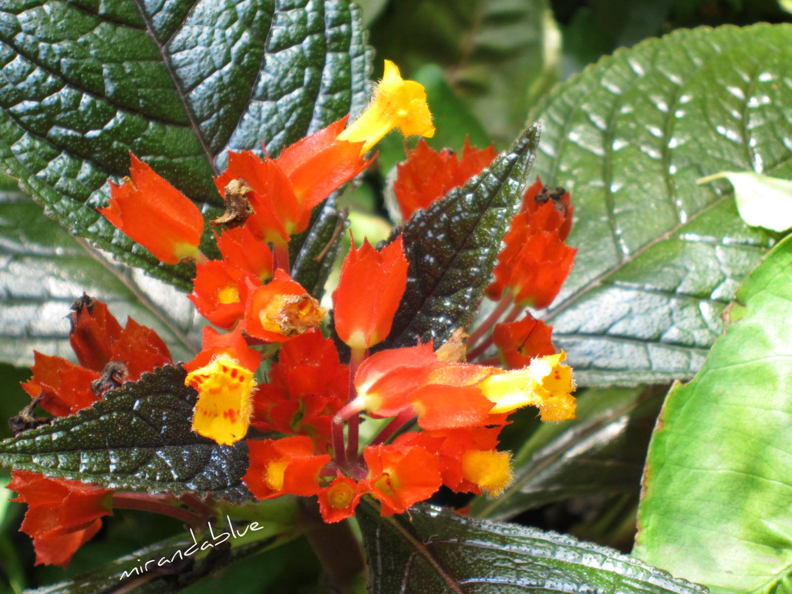 Live in the Moment Copper Leaf