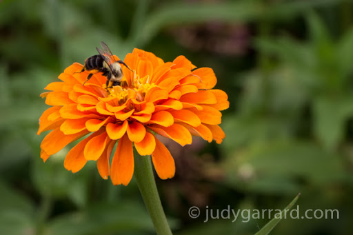 Orange zinnia with bee