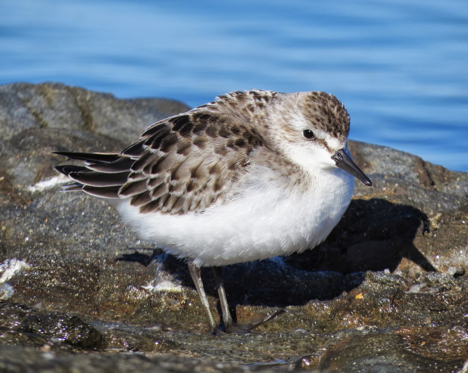 Bichos e demais familia Delicatessen de Calidris pusilla