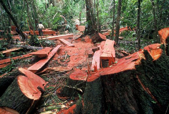 Akibat Penebangan Hutan Secara Liar dan Upaya serta Cara Akibat Penebangan Hutan Secara Liar dan Upaya serta Cara