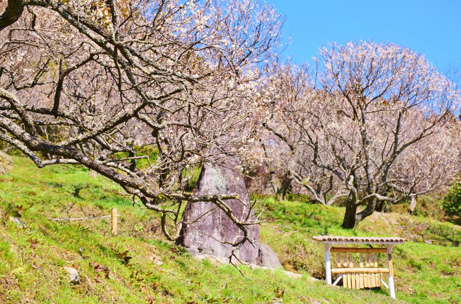 和の花だより 三岳梅林公園 小倉南区 14