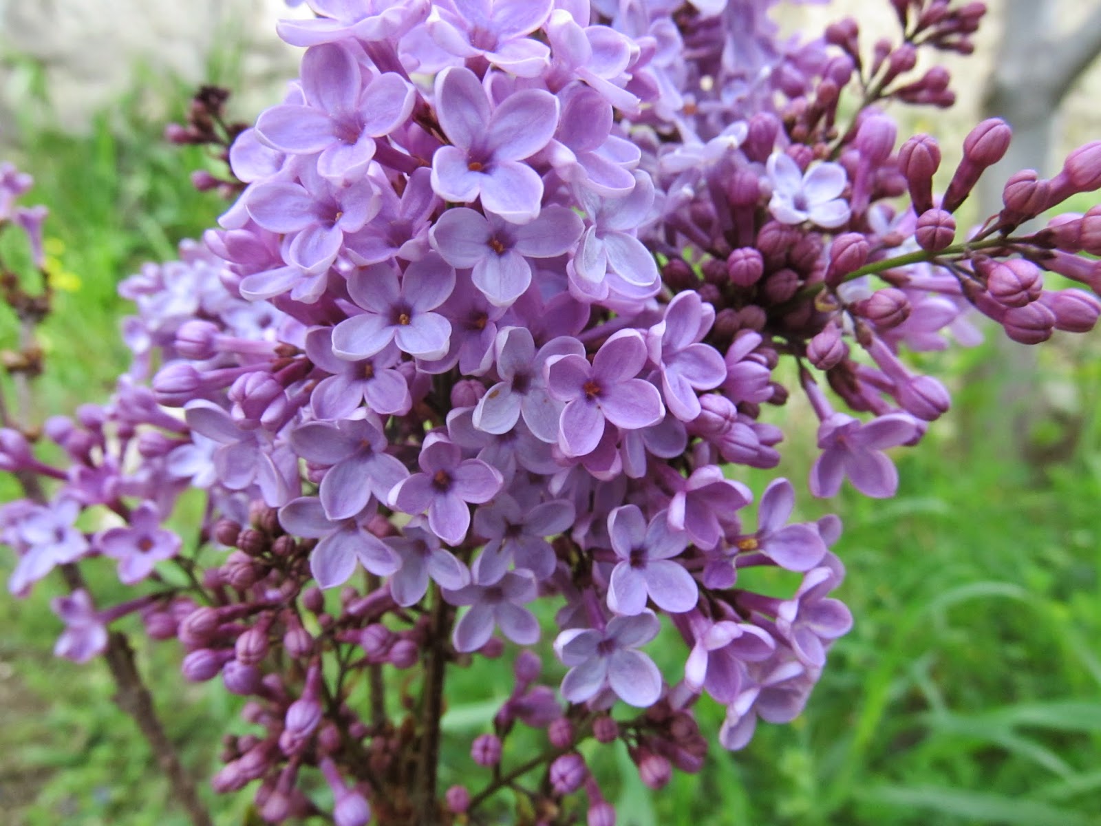 Cittaslow Botanik Park: NOSTALJİK BİR ÇİÇEK LEYLAK