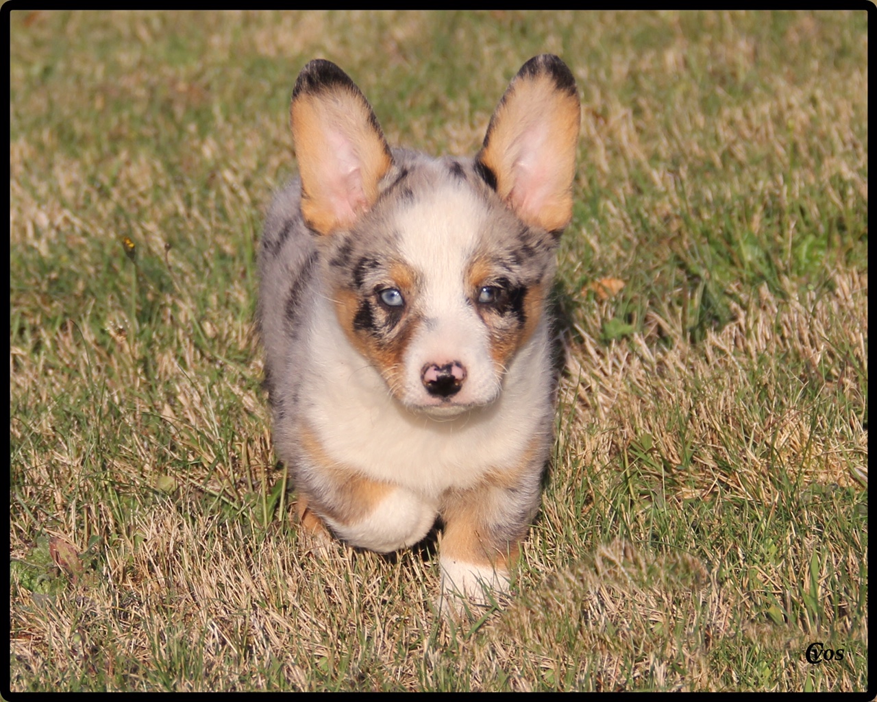 Cowboy Available Puppies