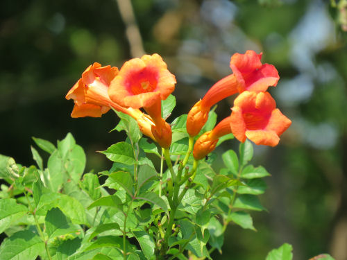 trumpet vine