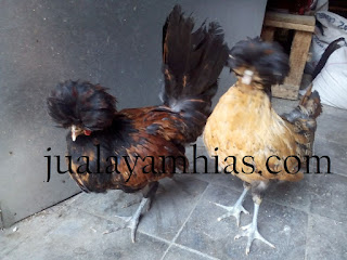 Galeri Foto Ayam Poland Terbaru 10 Galeri Foto Ayam Poland Terbaru Jual Ayam Hias Ayam Poland Usia 5 Bulan
