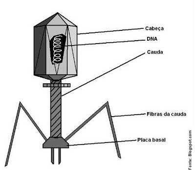 O Melhor da Biologia: Bacteriófago: Vírus que atacam bactérias