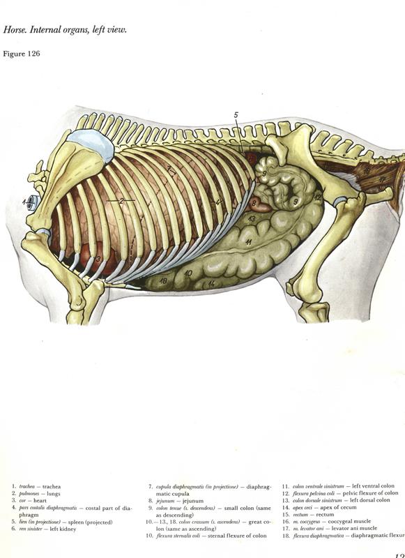 horse-internal-organs-orgaos-internos-cavalos-equinos-egua-anatomia-veterinaria