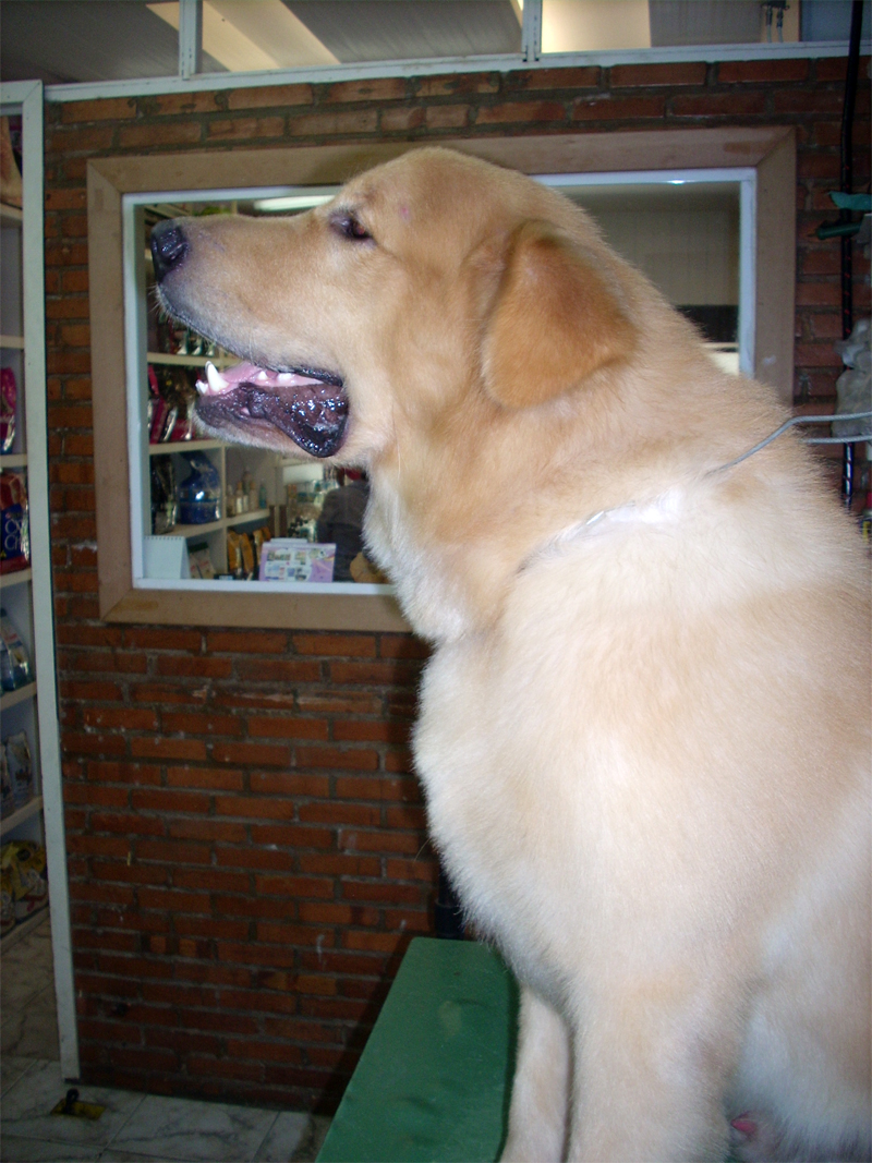 Au Miau Pet Shop Jardim Botânico RJ cachorroidealoficial