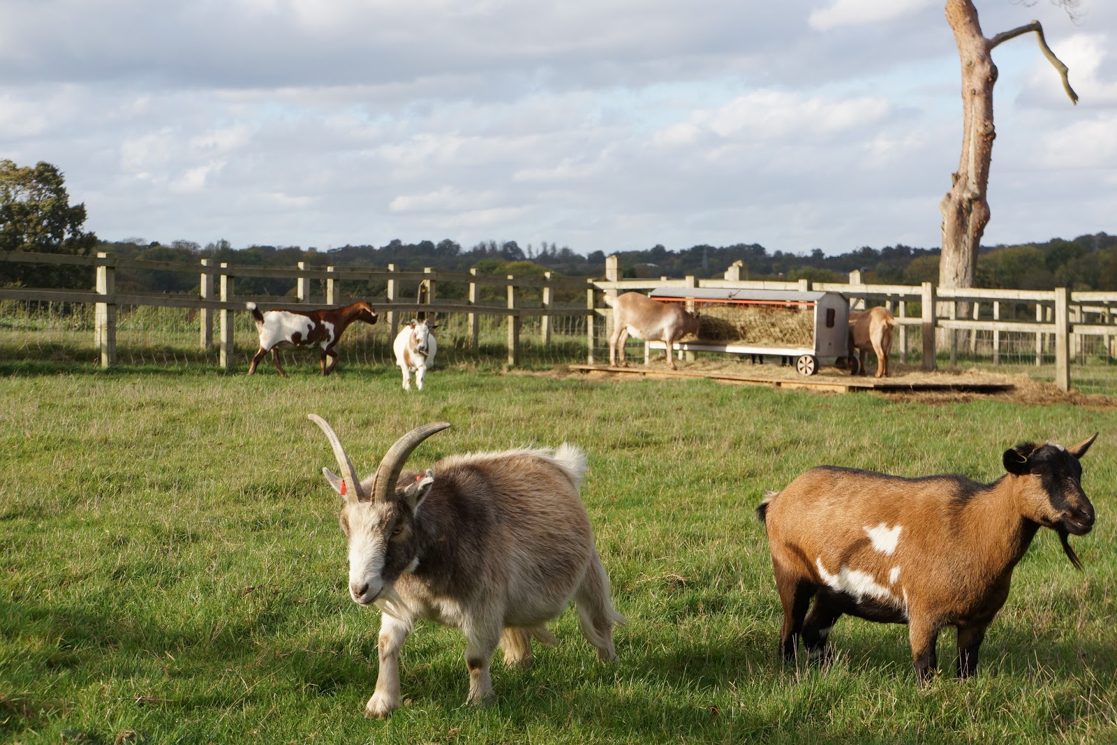 goats at a farm