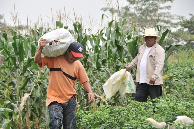 Estados/// Urgen mejorar condiciones de los productores campesinos de Jalisco