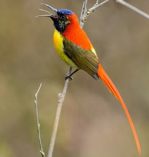 Burung Fire Tailed Sunbird Satu lagi spesies burung madu mancanegara yang masih sekerabat dengan Burung Madu Jawa (Javan Sunbird) yaitu fire-tailed sunbird (Aethopyga ignicauda)
