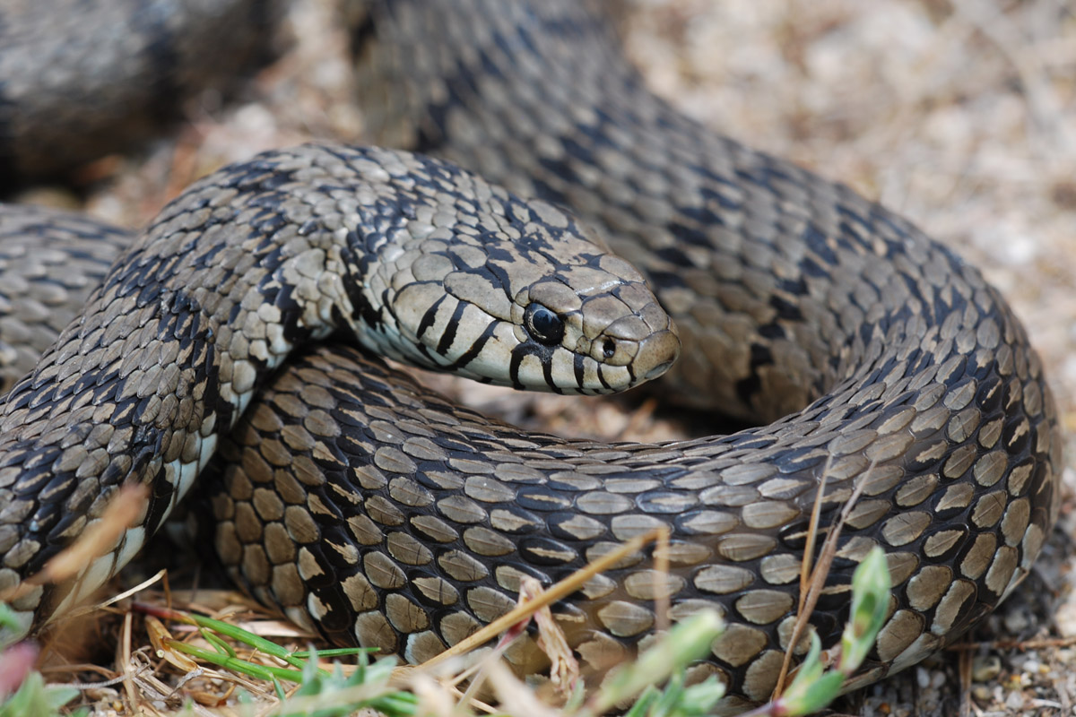 Yorkshire Field Herping and Wildlife Photography A Field Herping Trip