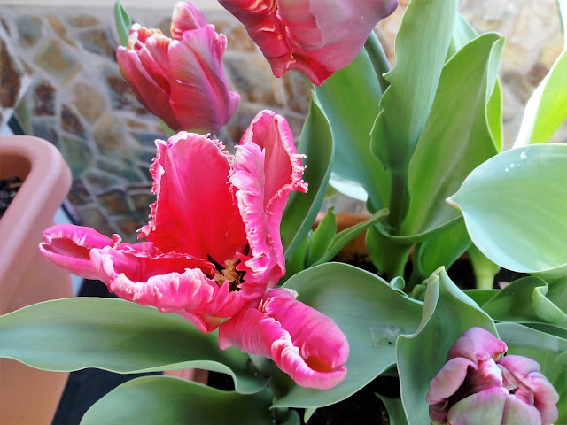 Tulipanes (Tulipa "Libretto Parrot")