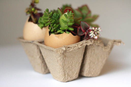 Gardening in Africa: Re-use your egg shells
