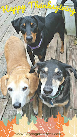 thanksgiving rescue dogs adopt mutt doberman beagle shepherd