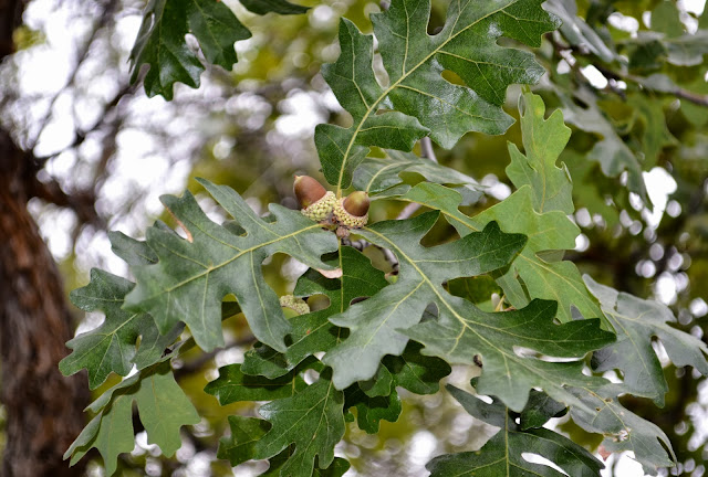 edible-acorns-free-tutorial-deborah-stauch-peanut-m&ms-tootsie-rolls-chocolate-fall