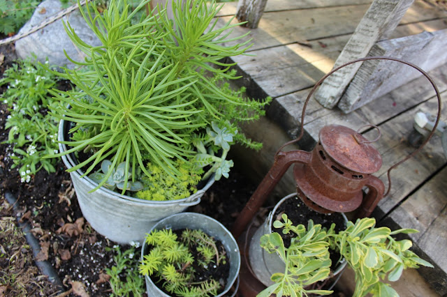 Succulents, Galvanized Buckets and a Rusty Lantern #junkgarden #gardenjunk