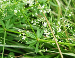 Galio blanco (Galium mollugo) silvestre blanca