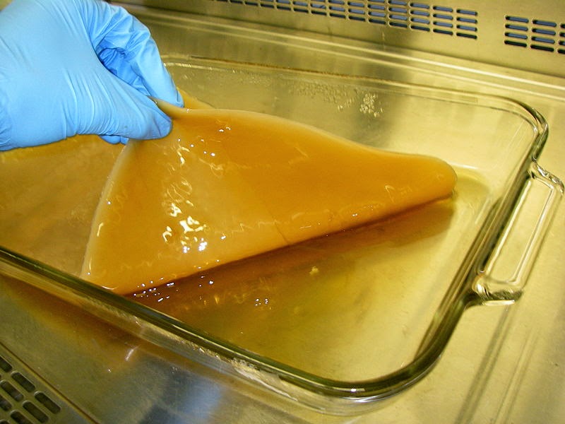 Bacterial Cellulose 細菌纖維素 BC